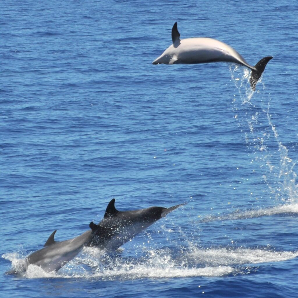 Dolphing Search Tour - Balcón Canario