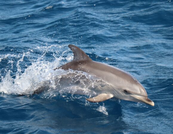 Dolphin & Whale Tour
